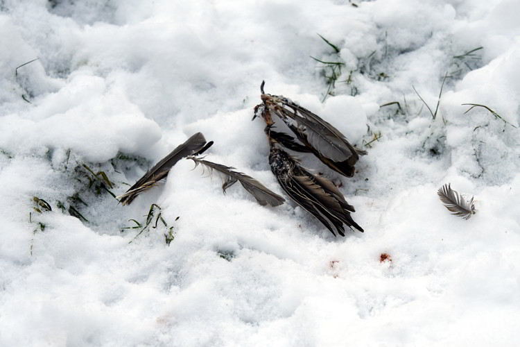 Organic Cat Food AB Bromma - murdered bird